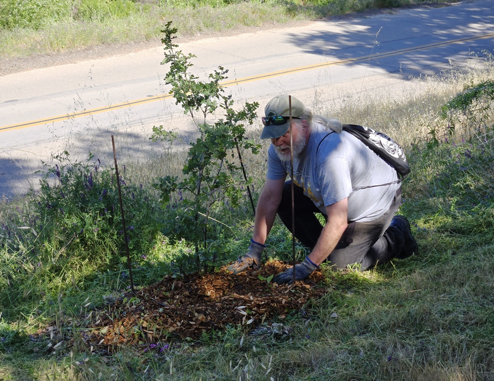 Brent applying mulch around the oak